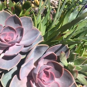 Meet your Posher, Laney